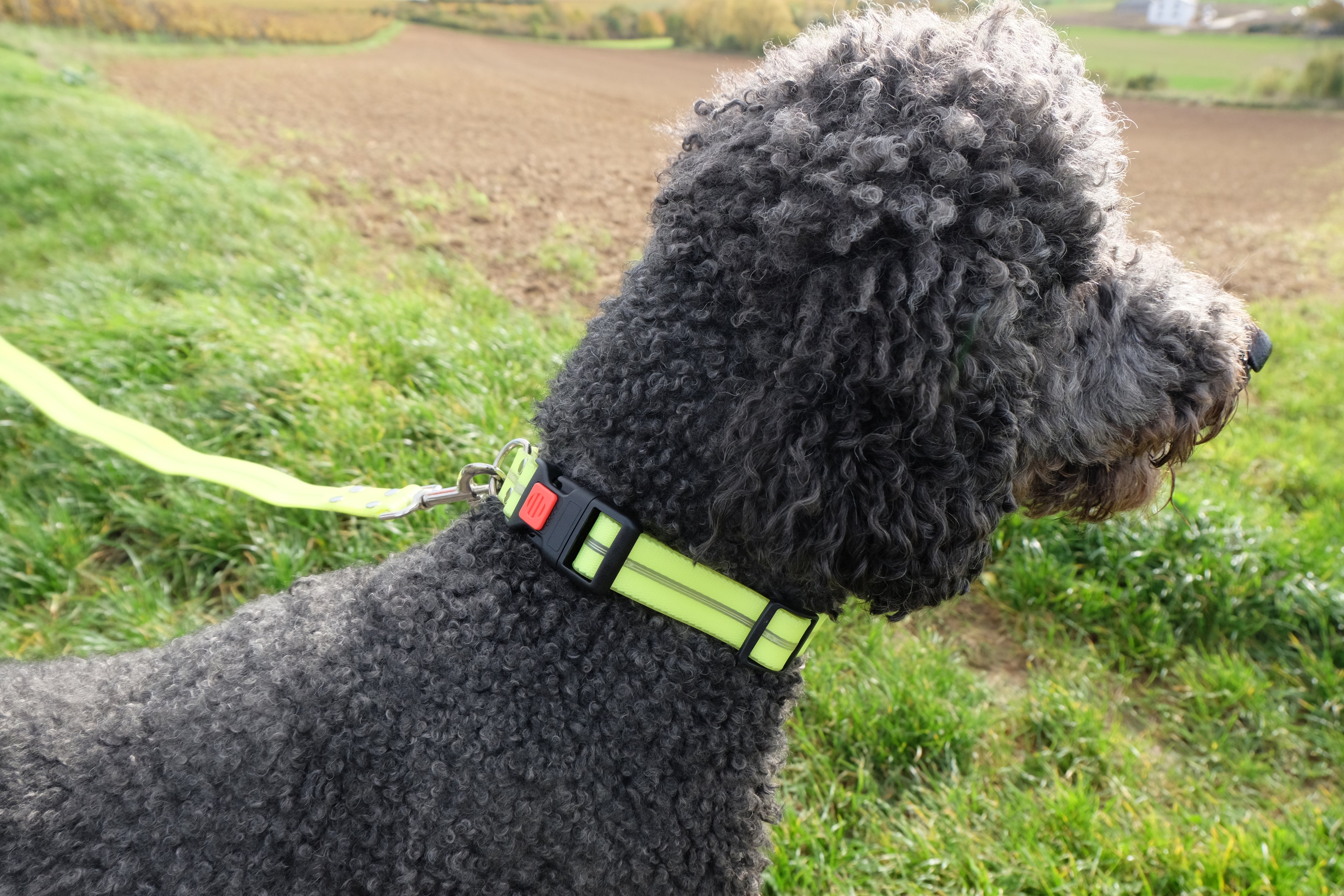 Leuchtendes Halsband