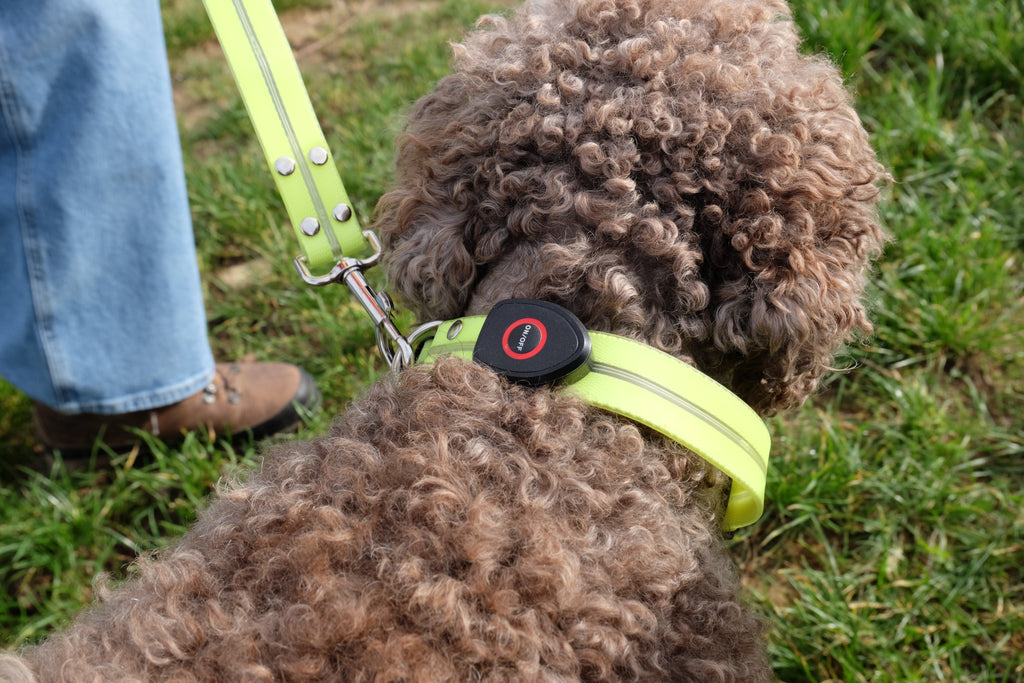 Leuchtendes Halsband