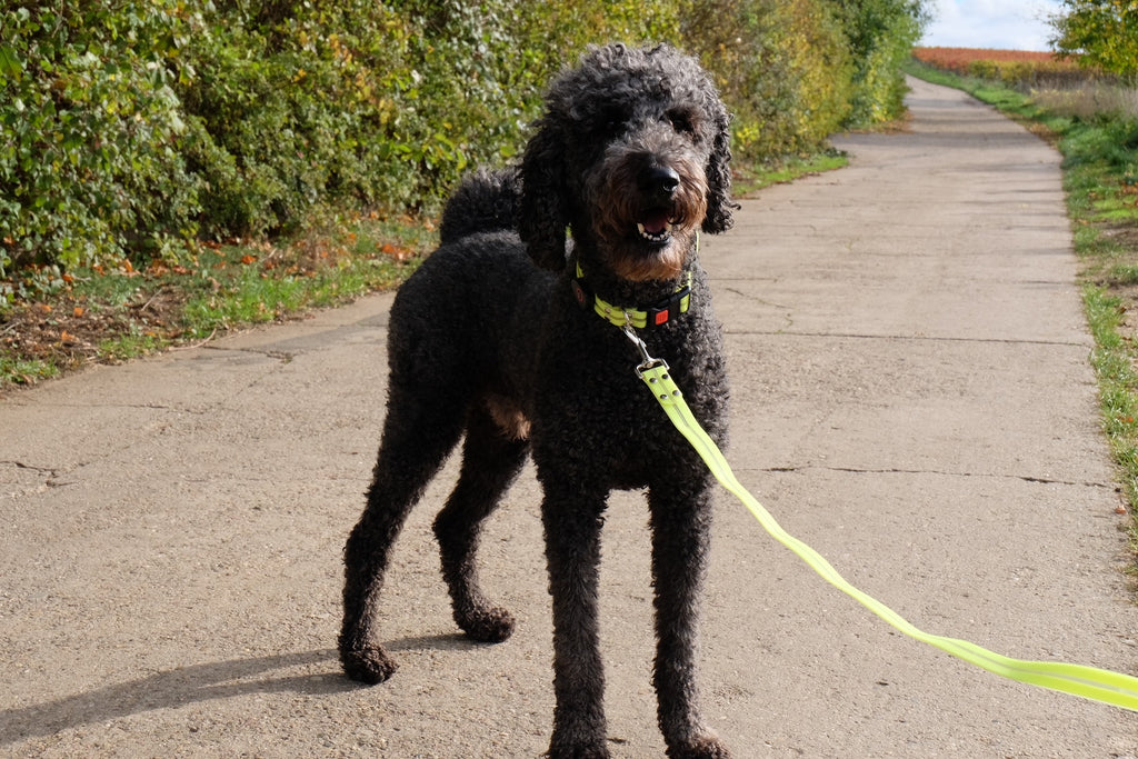 Leuchtende Hundeleine inkl. Halsband im Set – Sicherheit im Dunkeln - gelb
