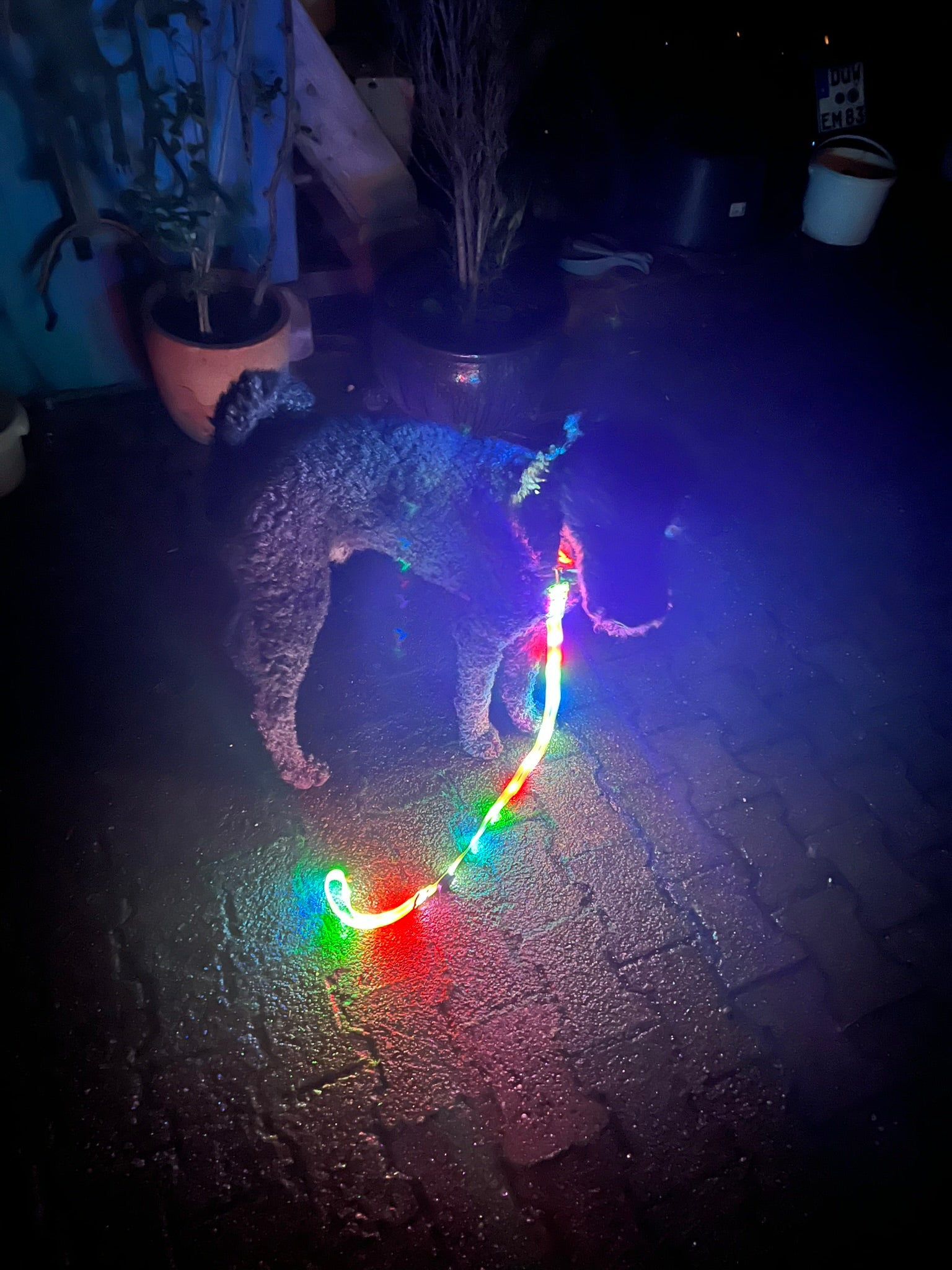 Leuchtendes Halsband